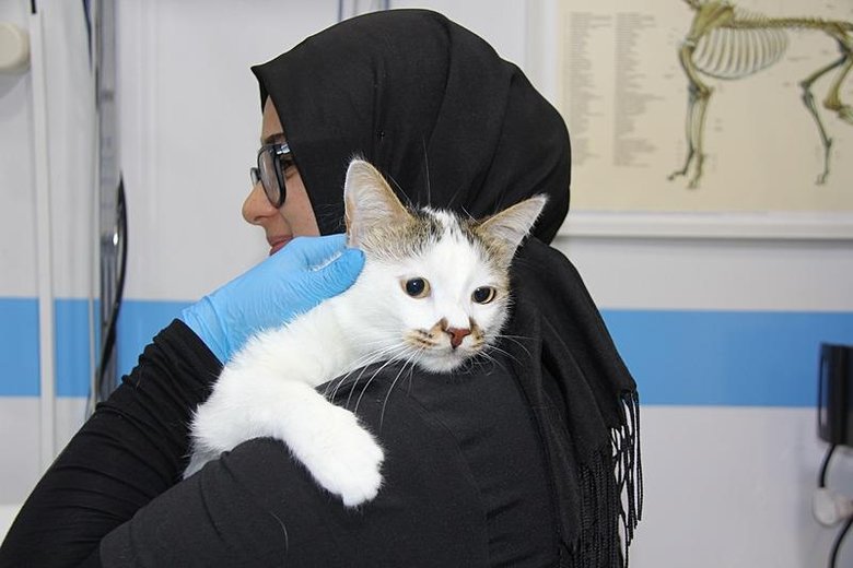 Şehir değiştirince depresyona girmişti! ’Paşa’ kedi sağlığına kavuştu