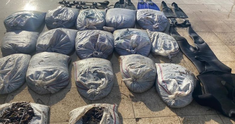 Balıkesir Ayvalık’ta deniz patlıcanı operasyonu