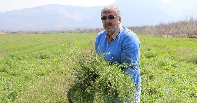 Doğadaki şifa deposu ‘Çoban Çantası’ geçim kaynağı oldu