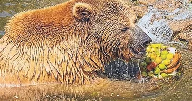 Doğal Yaşam Parkı’nda buzlu meyve ziyafeti