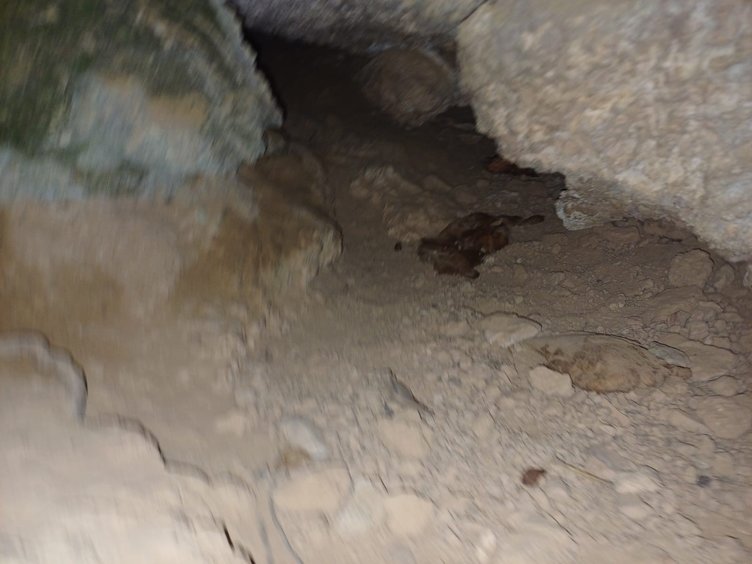 Oyuktan gelen sesler üzerine harekete geçtiler! Manzara şaşkına çevirdi