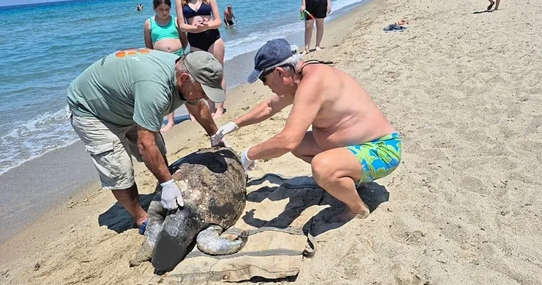 Aydın’da üzen görüntü! 3 caretta caretta ölü bulundu