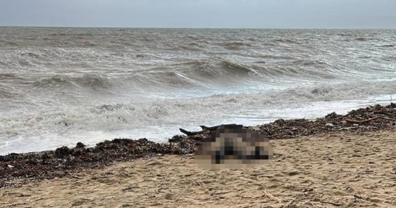 Balıkesir’de korkunç olay: Sahilde kadın cesedi bulundu