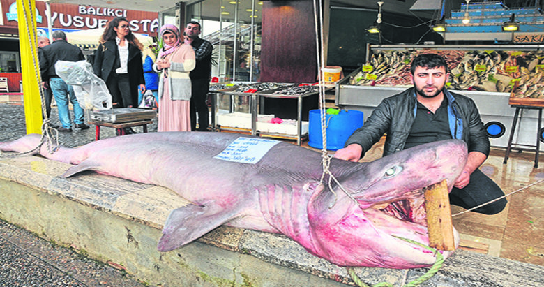 Didim’de 450 kiloluk köpek balığı