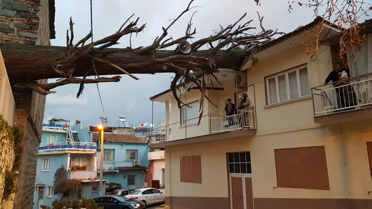 İzmir’de anıt ağaç devrildi