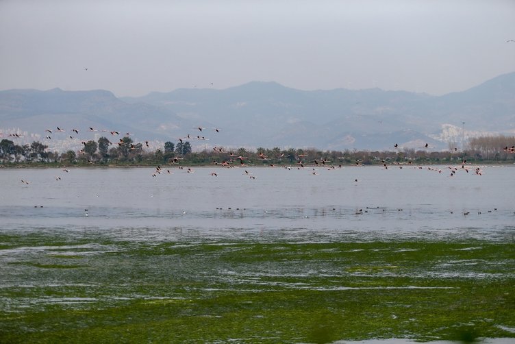 İzmir’de havalar ısındı ’deniz marulu’ kabusu geri döndü! Yeniden yayılıyor