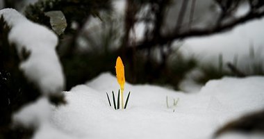Bu çiçeklere dokunmanın bedeli var!