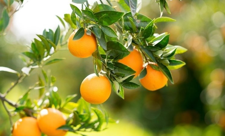 Mandalinanın faydaları nelerdir? İşte vitamin deposu mandalinanın bilinmeyen faydaları