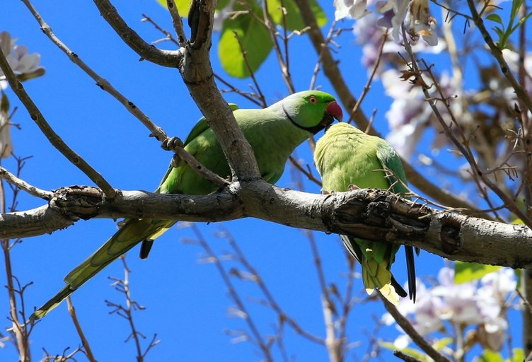 İzmir’in sevimli misafirleri: Yeşil papağanlar