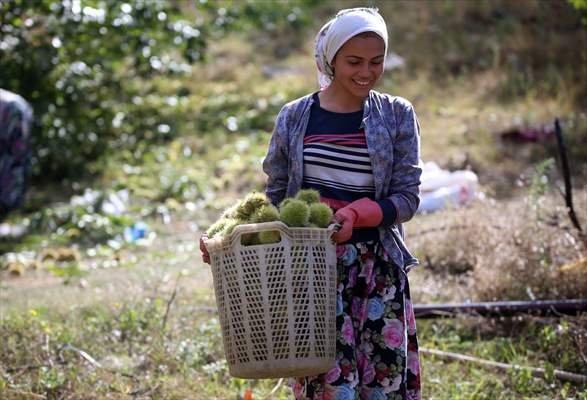 Aydın kestanesinde tehlikeli hasat dönemi başladı
