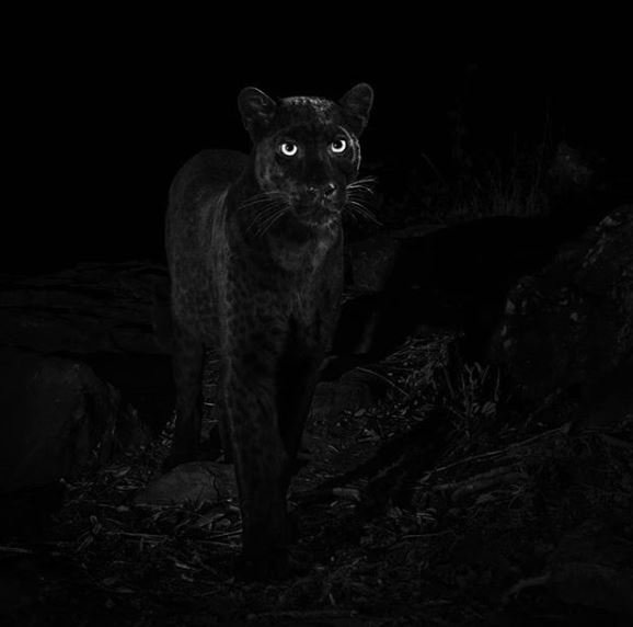 110 yıl sonra ilk kez görüntülendi! İşte Siyah Leopar’ın Kara panter fotoğrafları