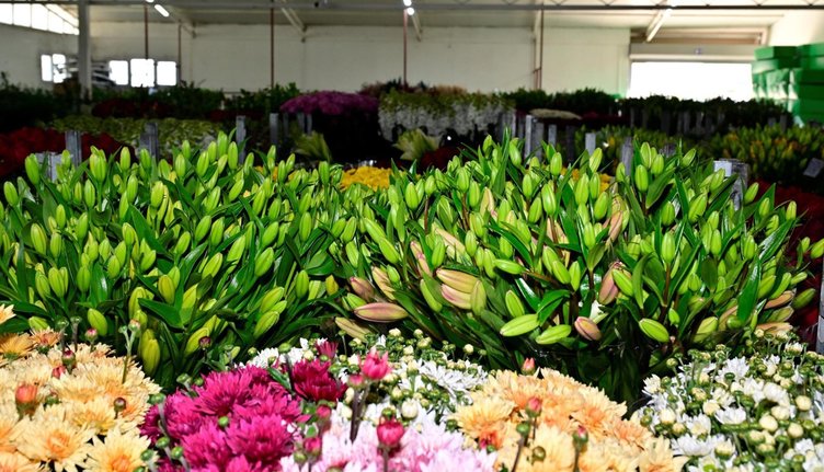 İzmir’de ’Sevgililer Günü’ bereketi! 1 milyon adet çiçek mezada giriyor