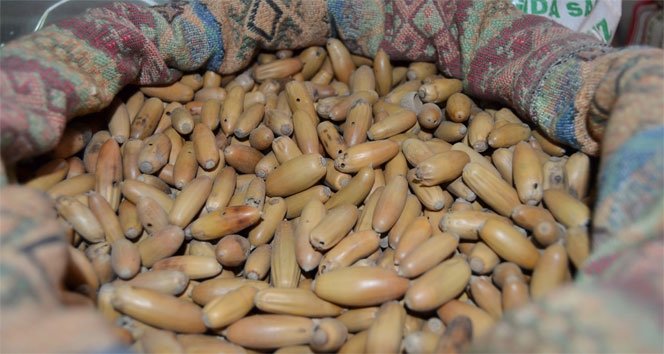 Meşe palamudu faydaları ve zararları nelerdir?