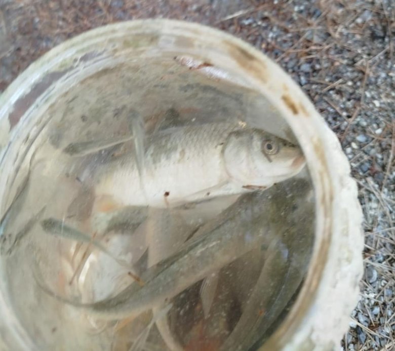 Denizli’de kuruyan göldeki balıklar kurtarıldı