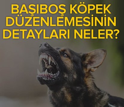 AK Parti’nin sokak hayvanları için yasa taslağının detayları neler?