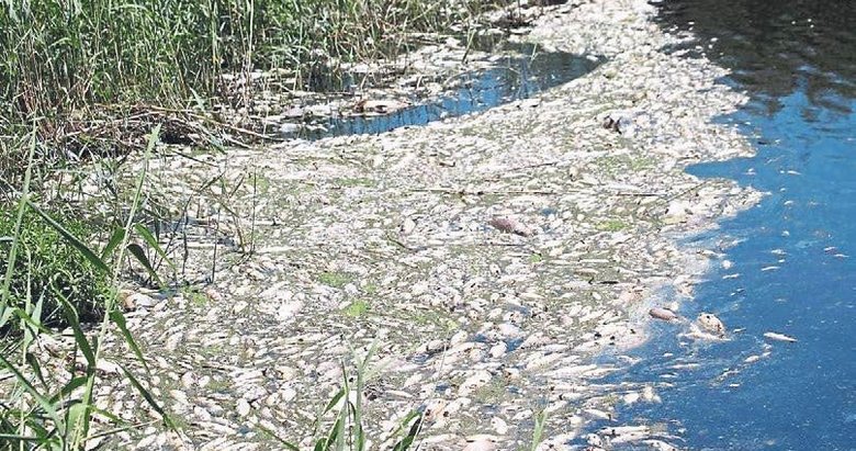 Menderes’in üstü ölü balıklarla kaplandı