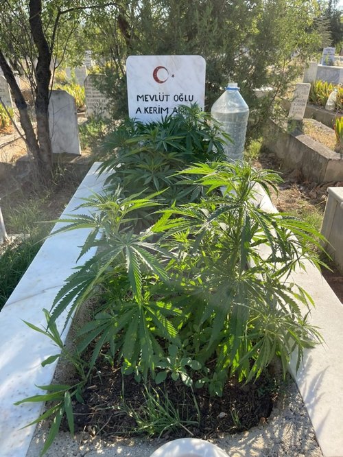 Afyon’da akılalmaz olay! Anneanne ve dedesinin mezarına kenevir ekti