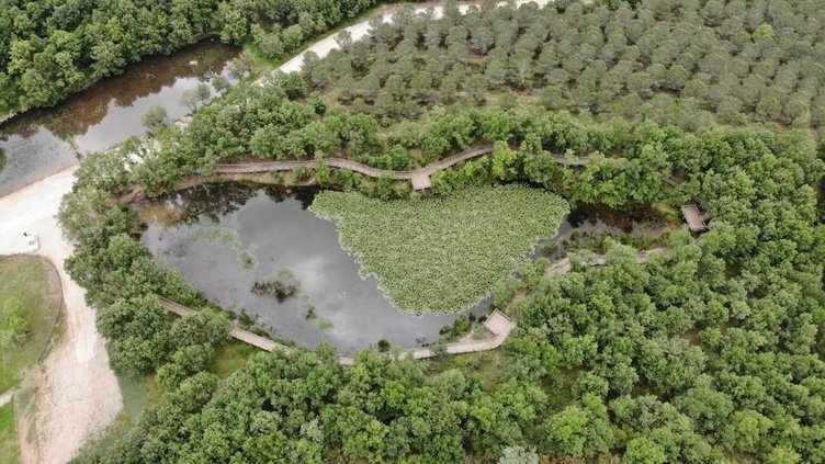 Bu çiçeği koparmak cep yakıyor! Tam tamına 387 bin 141 TL cezası var