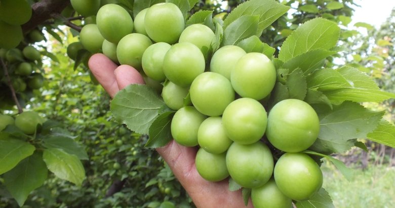 Erik yedikten sonra mutlaka bunu yapın!