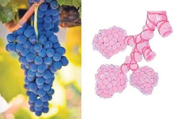 Benzediği organa fayda sağlayan besinler