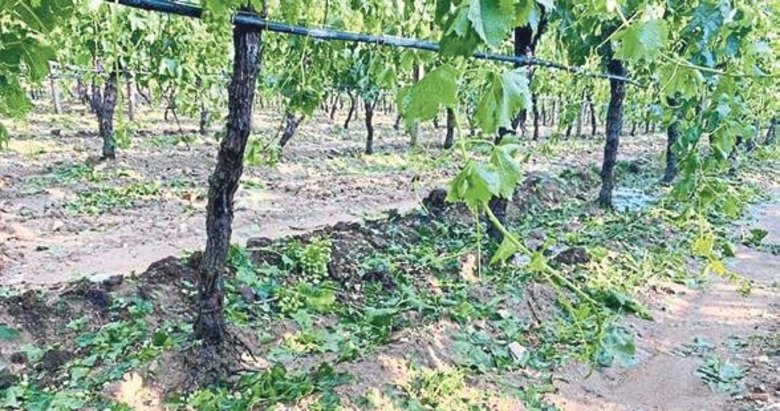 Alaşehir’de dolu sonrası 20 bin dekar zarar gördü