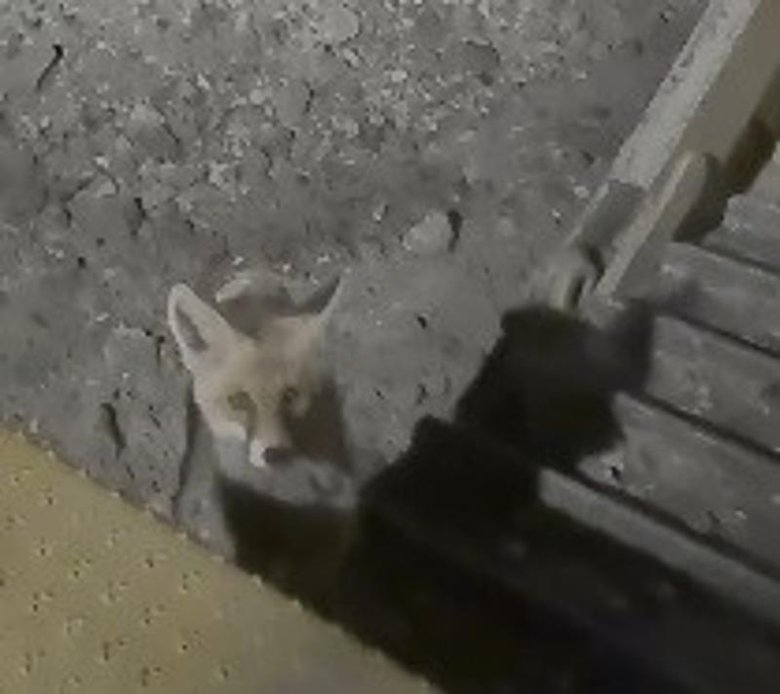 Kütahya’da tilki ile dozer operatörü karşılaşınca ortaya gülümseten görüntüler çıktı