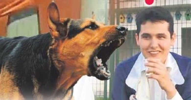 Başıboş köpekler bir can daha aldı