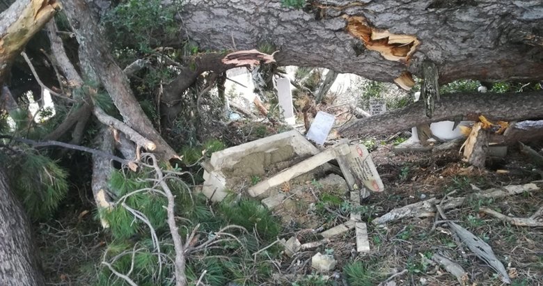 Denizli’de 150 yıllık çam ağacı devrildiği yerdeki mezarları paramparça etti