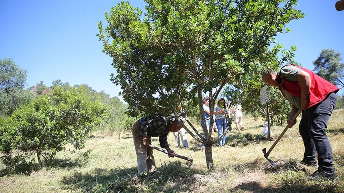 Muğla’da sakız hasadı zamanı