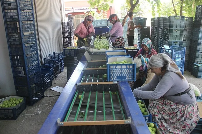 kaz-daglarinin-beyaz-altini-ureticiyi-sevindirdi-10-bin-tonluk-hasat-bekleniyor-1786433123622.jpeg