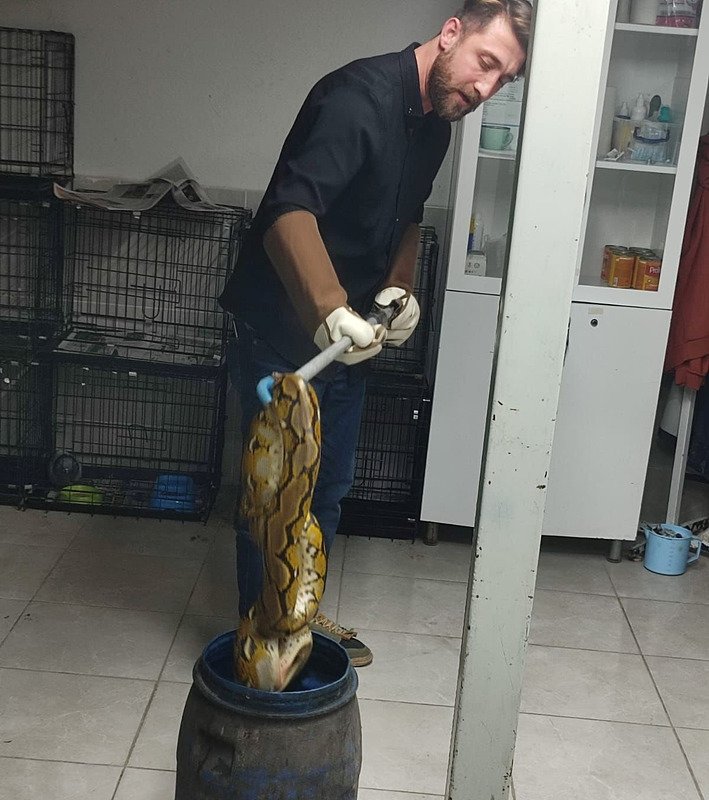 Kütahya’da yolcu otobüsünde piton yılanı ele geçirildi