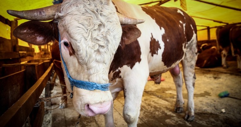 Kurban kesim vakti ne zaman başlar ve biter? Bayramın 2. 3. ve 4. günü kurban kesilir mi?