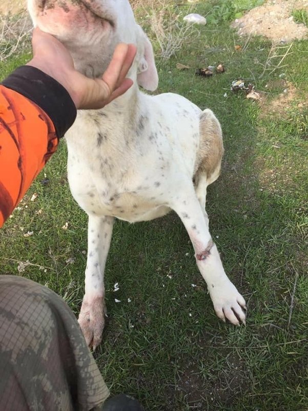 Manisa avcılar ölüme terk edilen 3 köpeği kurtardı ile ilgili görsel sonucu