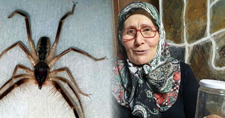 Tehlikeli ’Çöl Örümceği’ Aydın’da ortaya çıktı