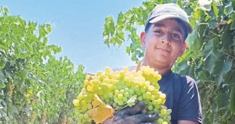 Manisa’da 7 kilo 250 gramlık üzüm salkımı