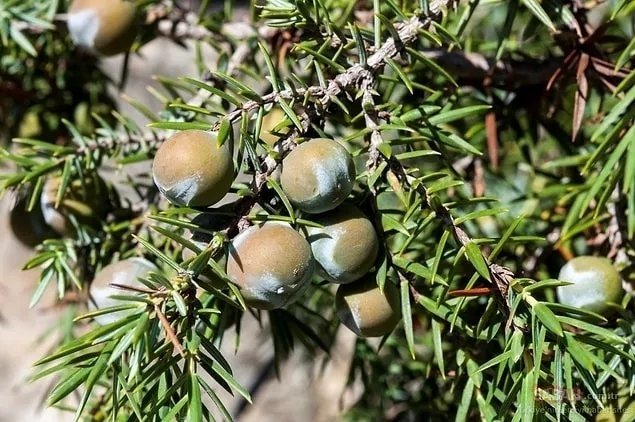 Etkilerine gerçekten inanamayacaksınız! Kansızlıktan saç dökülmesine kadar...