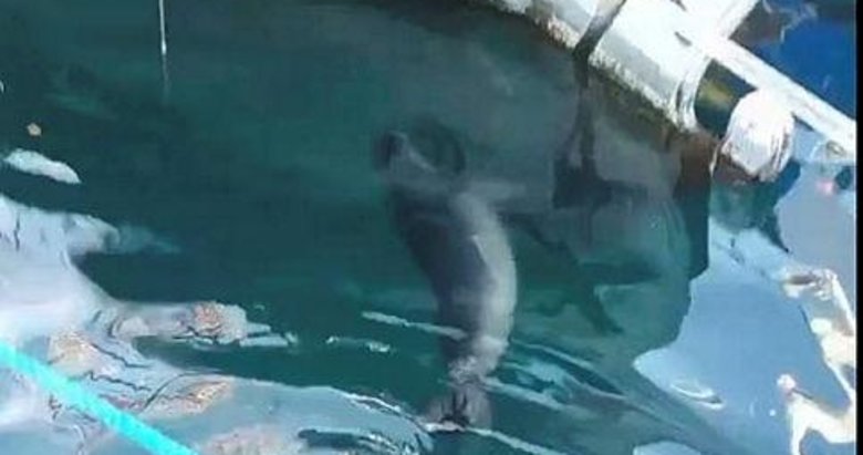 Bodrum’da Akdeniz fokunun balık avladığı anlar kameraya yansıdı