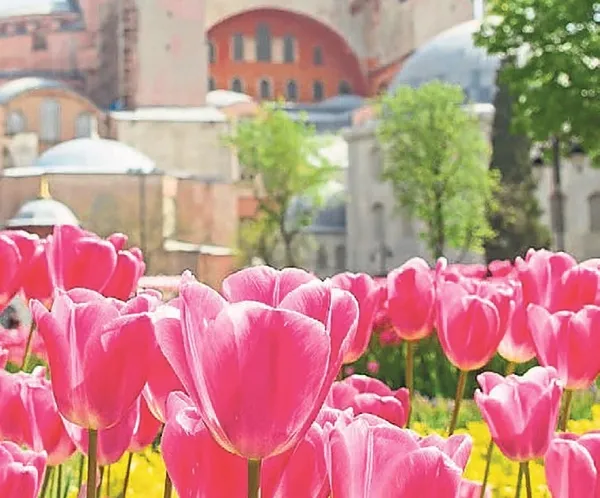 Anadolu’dan dünyaya uzanan lale yolculuğu