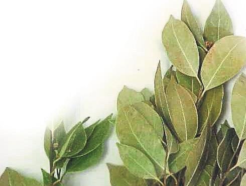 Defne tohumunun 8 faydası