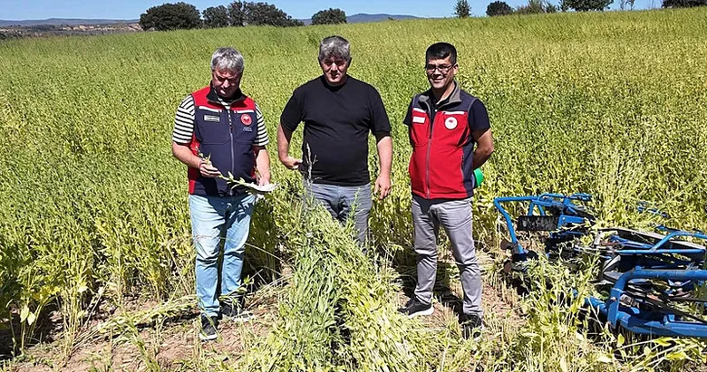 Çanakkale’de yerli ve milli susam hasadı!