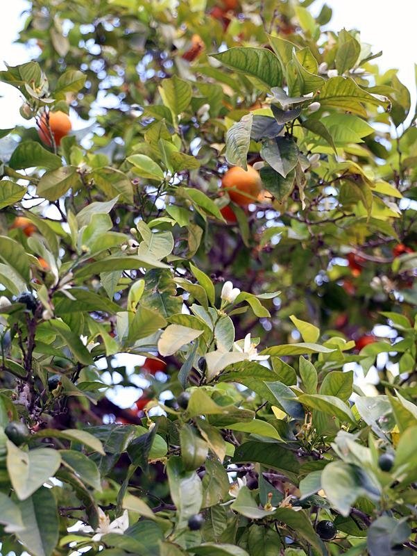 Muğla’da hayrete düşüren görüntü! İklim değişikliği meyveleri de şaşırttı