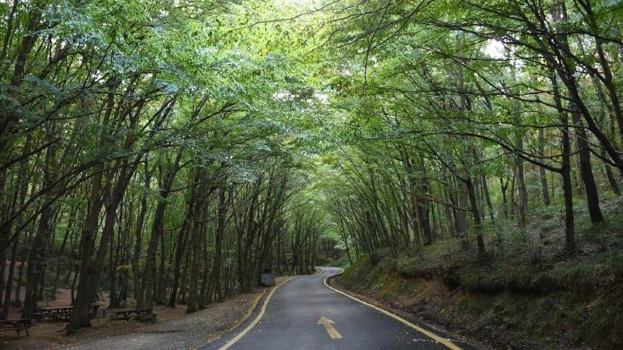 Yapay zeka Avrupa’nın ormanlarını koruyacak