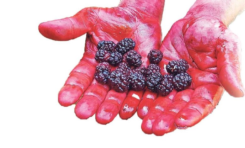 Tire’de kozmetiğin yeni gözdesi karadut zamanı