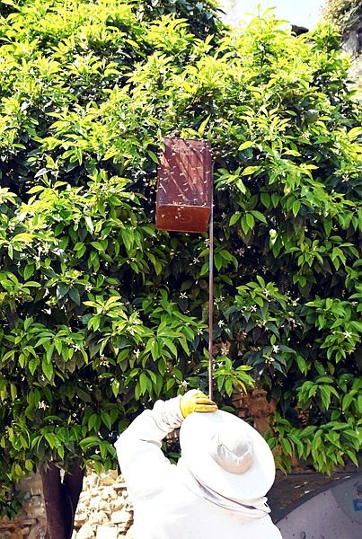 Aydın’da ağaca oğul veren bal arıları tedirgin etti