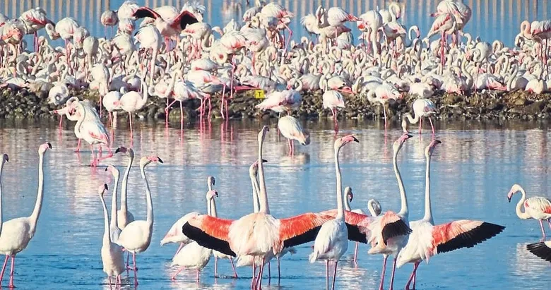 Yavru flamingolar kreşte