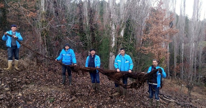 Manisa’da su borusundan 8 metrelik ağaç kökü çıktı
