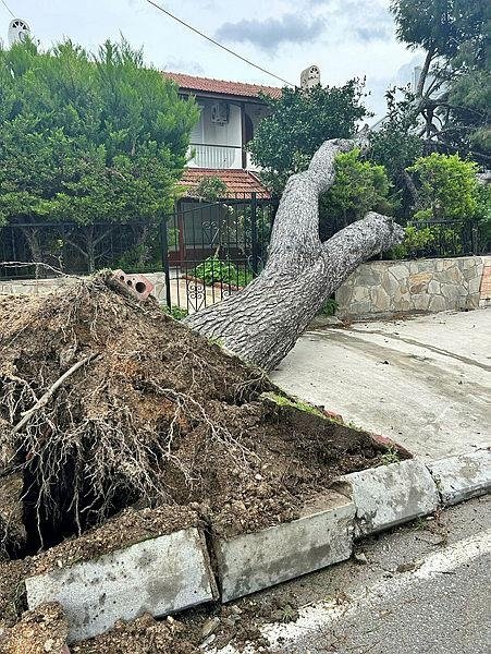Çeşme’de şiddetli rüzgar yıktı geçti! 15 metrelik ağaç devrildi