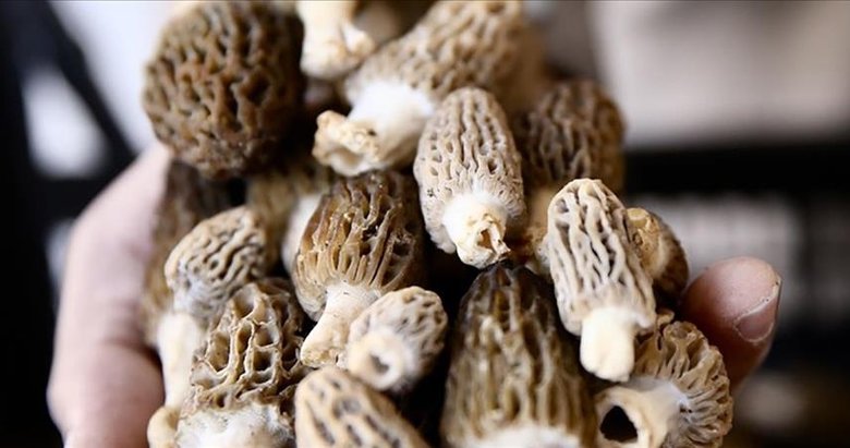 Muğla’da yağışın az olması kuzugöbeği mantarının rekoltesini düşürdü