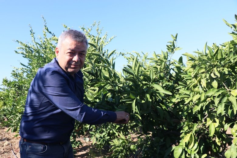 Mandalinalar ihtiyaç sahipleri için hasat edildi