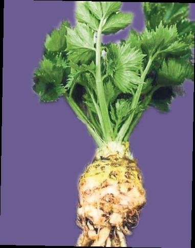 Ispanak, bağırsak kanserinden koruyabilir